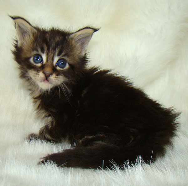     Catsvill County!   !    !       !!!    Catsvill County +7-926-544-74-09     .   ,   ,   ,    ,   ,  ,     ,   -,    ,   !
